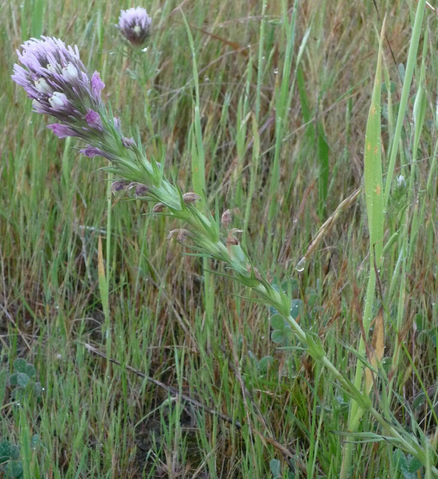 High Resolution Castilleja brevistyla Plant